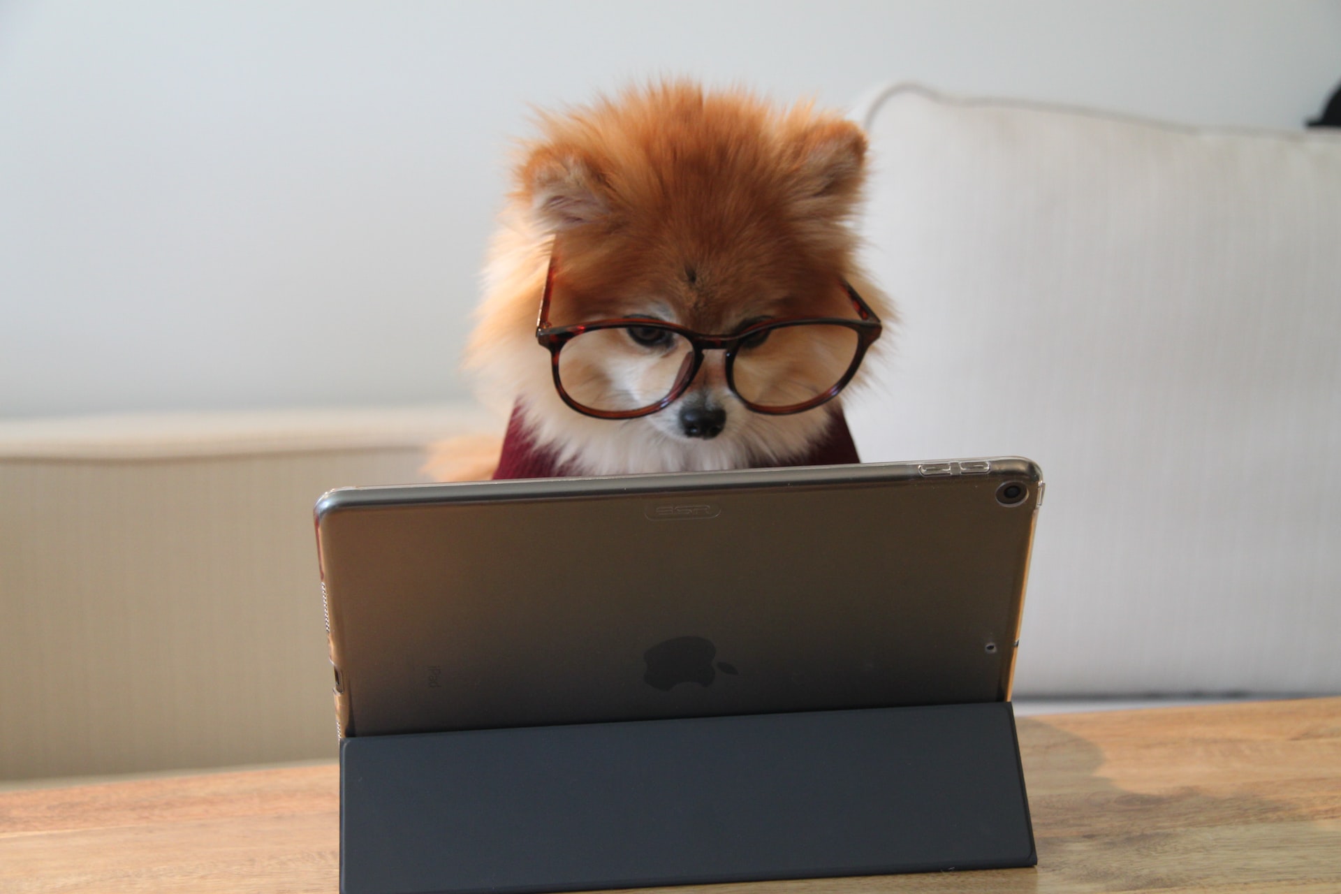 koira pelaa kannettavalla tietokoneella